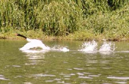 Censo de cisnes muestra el desastre ecológico en Santuario del Río Cruces
