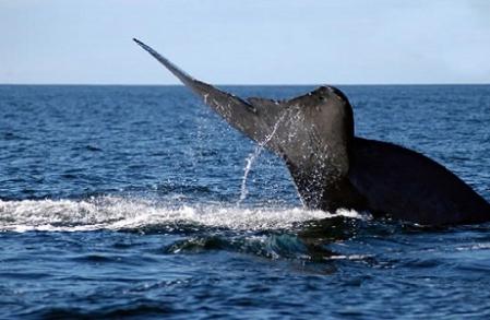 Proyecto de protección de ballenas azules en Chiloé