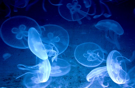 El cambio climático provoca una ola de medusas en costas chilenas