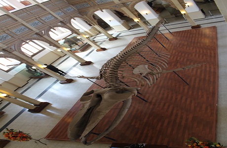 El Museo de Historia Natural reabrirá sus puertas en 2012