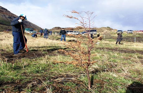 Comienza la reforestación tras el incendio en Torres del Paine